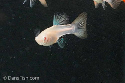 Albino Platinum Redtail Guppy, Trio (1M2F)
