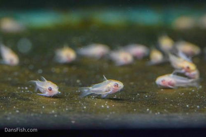 Albino Pygmy Cory