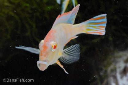 Albino Red Head Tapajos