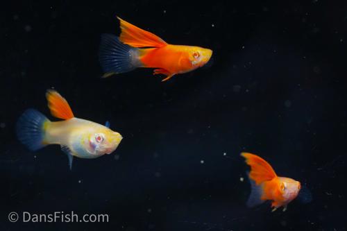 Albino Red High Fin Glass Tail Guppy, Male