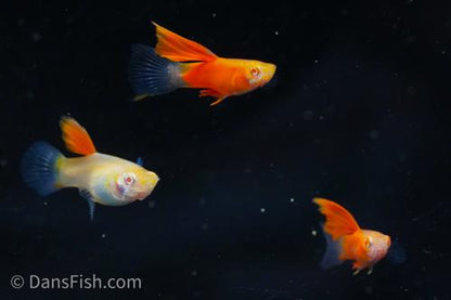 Albino Red High Fin Glass Tail Guppy, Male