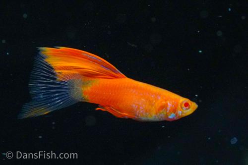 Albino Red High Fin Glass Tail Guppy, Male