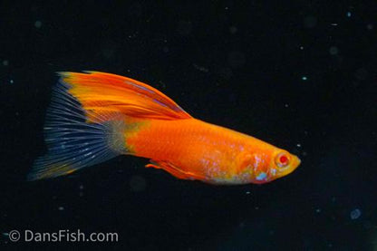 Albino Red High Fin Glass Tail Guppy, Male