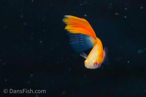 Albino Red High Fin Glass Tail Guppy, Male
