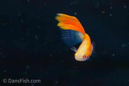 Albino Red High Fin Glass Tail Guppy, Male
