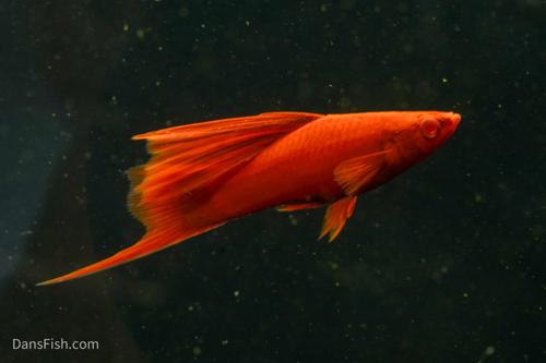 Albino Red High Fin Swordtail, Pair (1M1F)