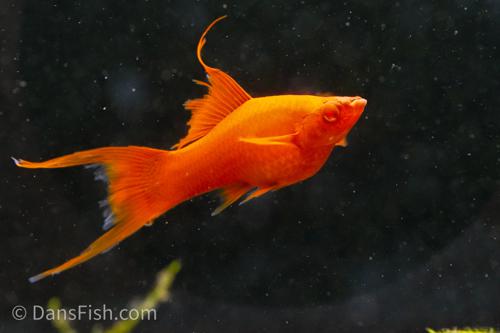 Albino Red Lyretail Swordtail, Breeding Group (1M3F)