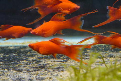 Albino Red Lyretail Swordtail, Breeding Group (1M3F)