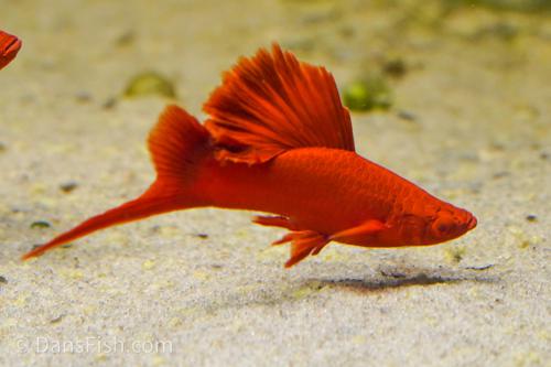 Albino Red High Fin Cauliflower Swordtail, Pair (1M1F)