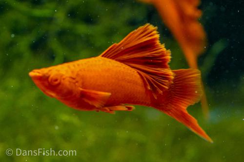 Albino Red High Fin Cauliflower Swordtail, Pair (1M1F)