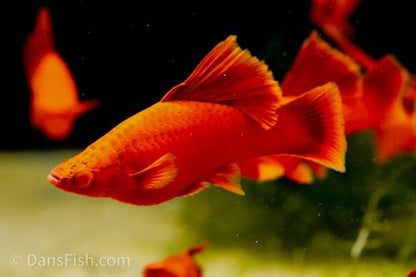 Albino Red High Fin Cauliflower Swordtail, Pair (1M1F)