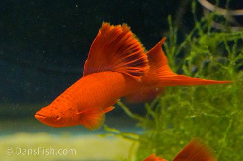 Albino Red High Fin Cauliflower Swordtail, Pair (1M1F)