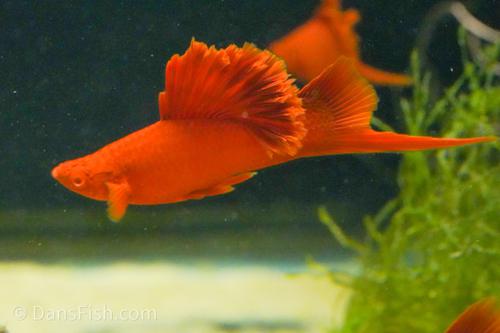Albino Red High Fin Cauliflower Swordtail, Pair (1M1F)