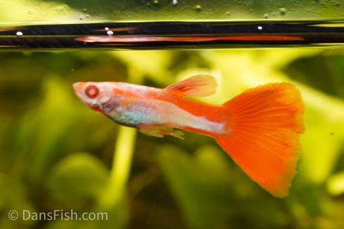 Albino Red and White Guppy, Male