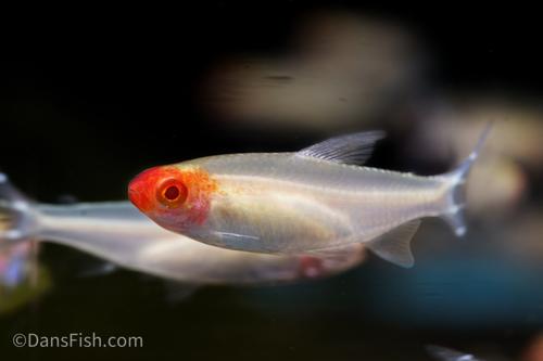 Albino Rummynose Tetra