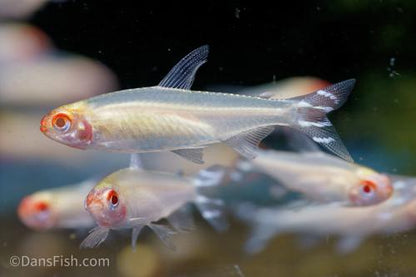 Albino Rummynose Tetra