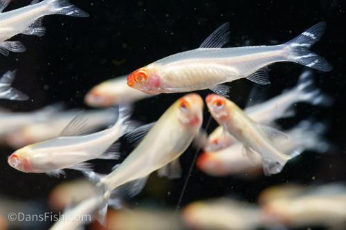 Albino Rummynose Tetra