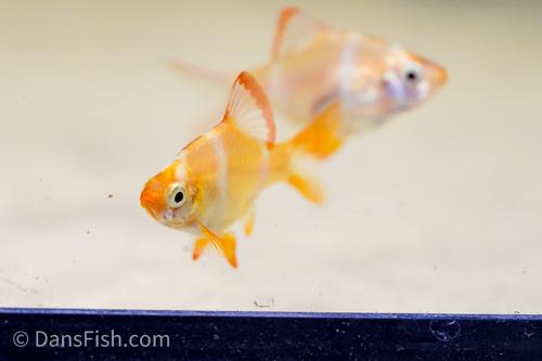 Albino Tiger Barb