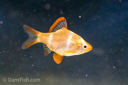 Albino Tiger Barb
