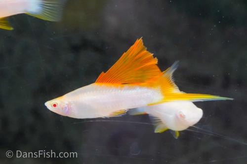 Albino White-Body Red-Highfin Swordtail, Female
