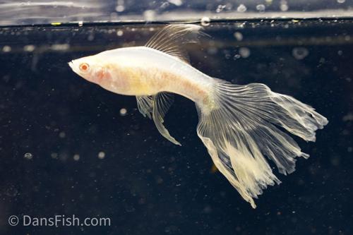 Albino White Veiltail Swordtail, Female