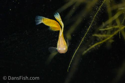 Albino Yellow Cobra Guppy, Pair (1M1F)