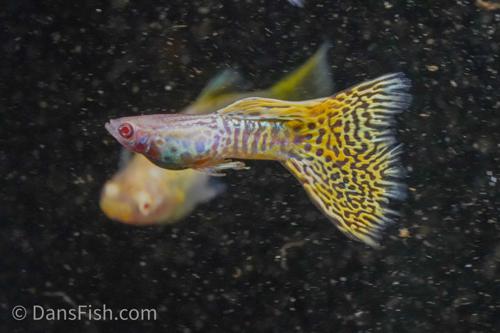 Albino Yellow Cobra Guppy, Pair (1M1F)