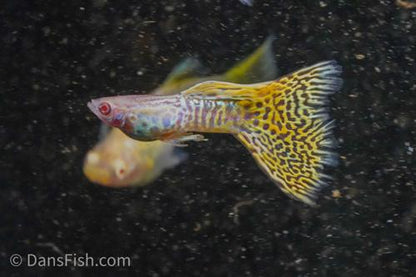 Albino Yellow Cobra Guppy, Pair (1M1F)
