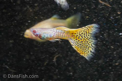 Albino Yellow Cobra Guppy, Pair (1M1F)