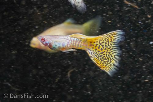 Albino Yellow Cobra Guppy, Pair (1M1F)
