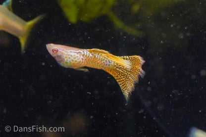 Albino Yellow Cobra Guppy, Pair (1M1F)