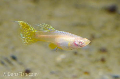 Albino Yellow Cobra Guppy, Pair (1M1F)