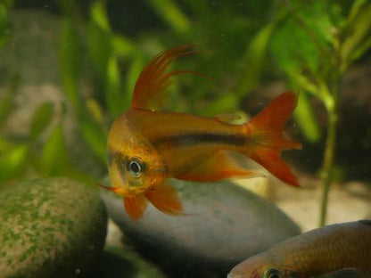Alestopetersius brichardi "Red"