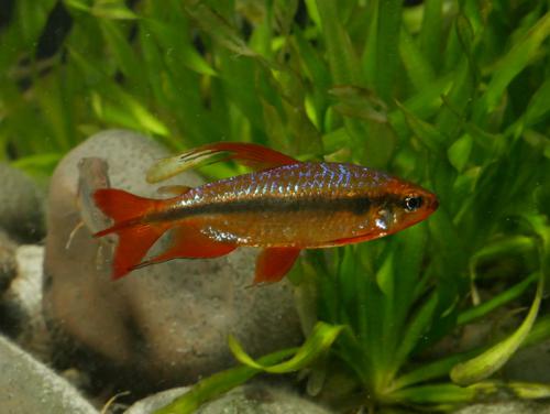 Alestopetersius brichardi "Red"