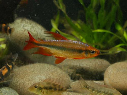 Alestopetersius brichardi "Red"