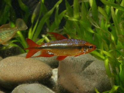 Alestopetersius brichardi "Red"