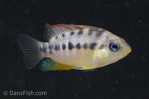 Amatitlania nanolutea