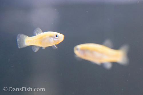 Aphanius mento "Zengen", Trio (1M2F)