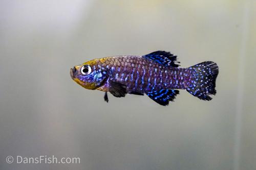 Aphanius mento "Zengen", Trio (1M2F)