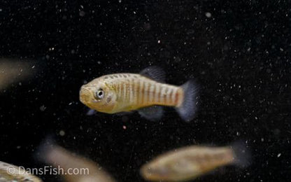 Aphanius vladykovi 'Boldaji', Male