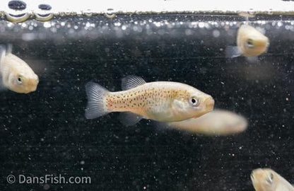 Aphanius vladykovi 'Boldaji', Male