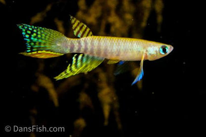 Aphyolebias peruensis 'Rio Itaya', Pair (1M1F)
