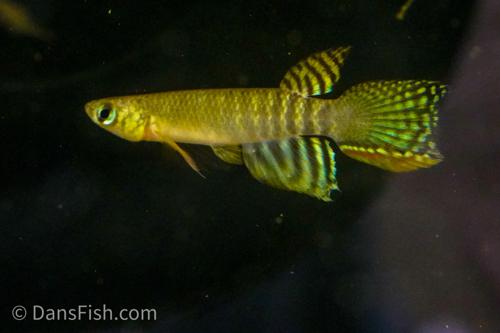 Aphyolebias peruensis 'Rio Itaya', Pair (1M1F)
