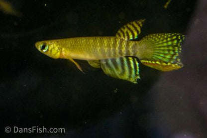 Aphyolebias peruensis 'Rio Itaya', Pair (1M1F)