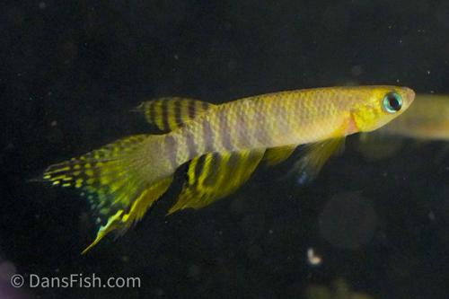 Aphyolebias peruensis 'Rio Itaya', Pair (1M1F)