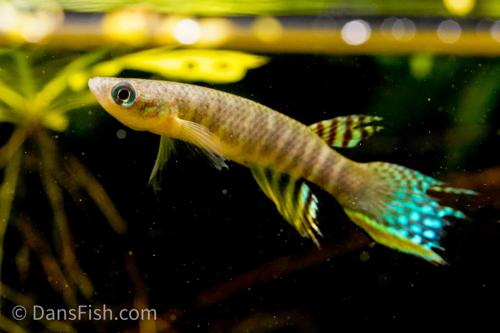 Aphyolebias peruensis 'Rio Itaya', Pair (1M1F)