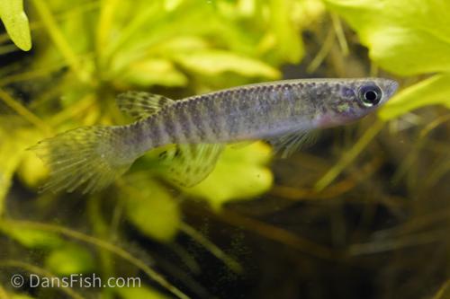 Aphyolebias peruensis 'Rio Itaya', Pair (1M1F)