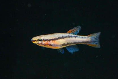 Aphyosemion bivittatum 'Funge', Male