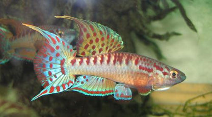 Aphyosemion bivittatum 'Funge', Male
