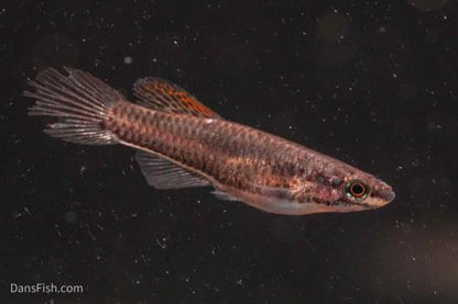 Aphyosemion bivittatum 'Lagos Red', Breeding Group  (1M4F)